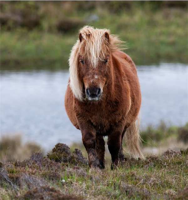 丟了5匹矮種馬“甩鍋”白尾海雕 農場要求徹查鷹巢